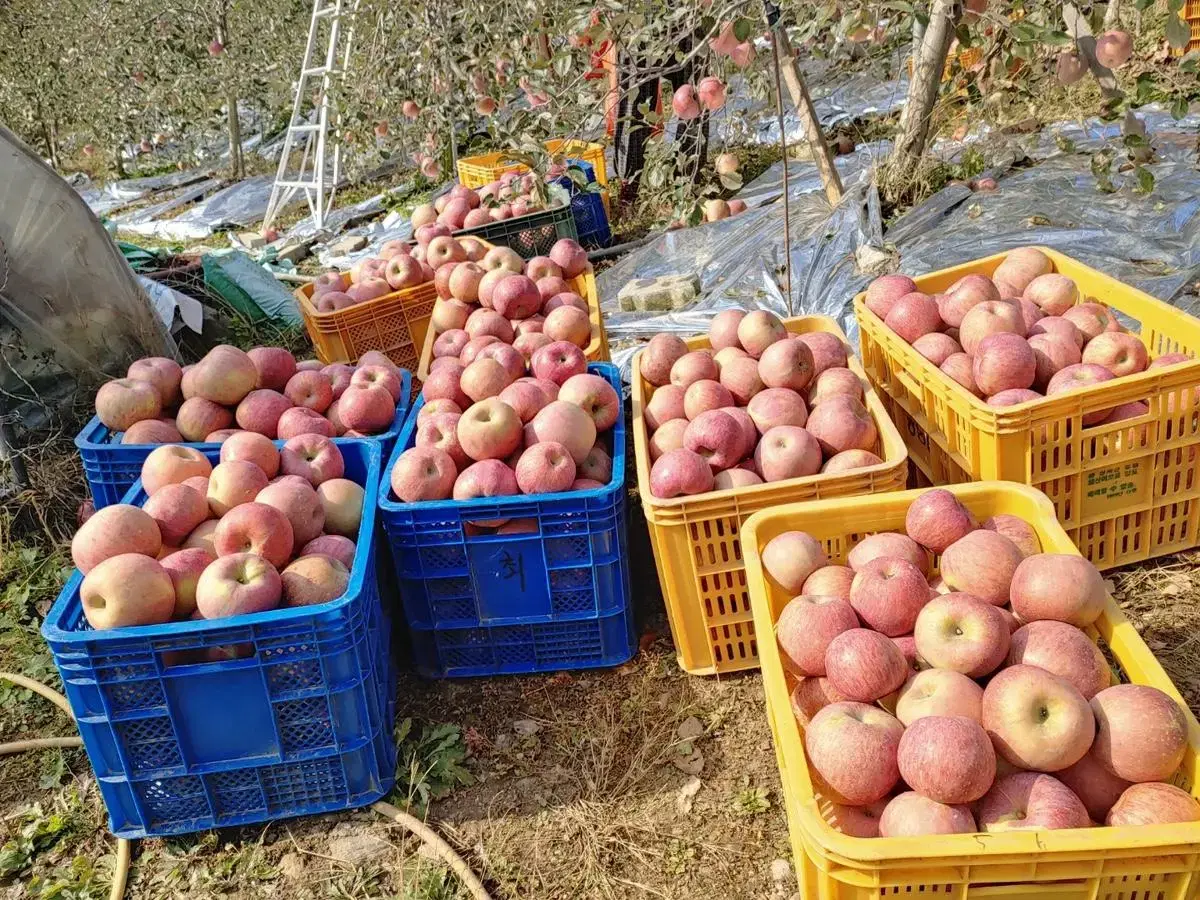 충주 부사. 사과 직접 농사지은제품 판매합니다